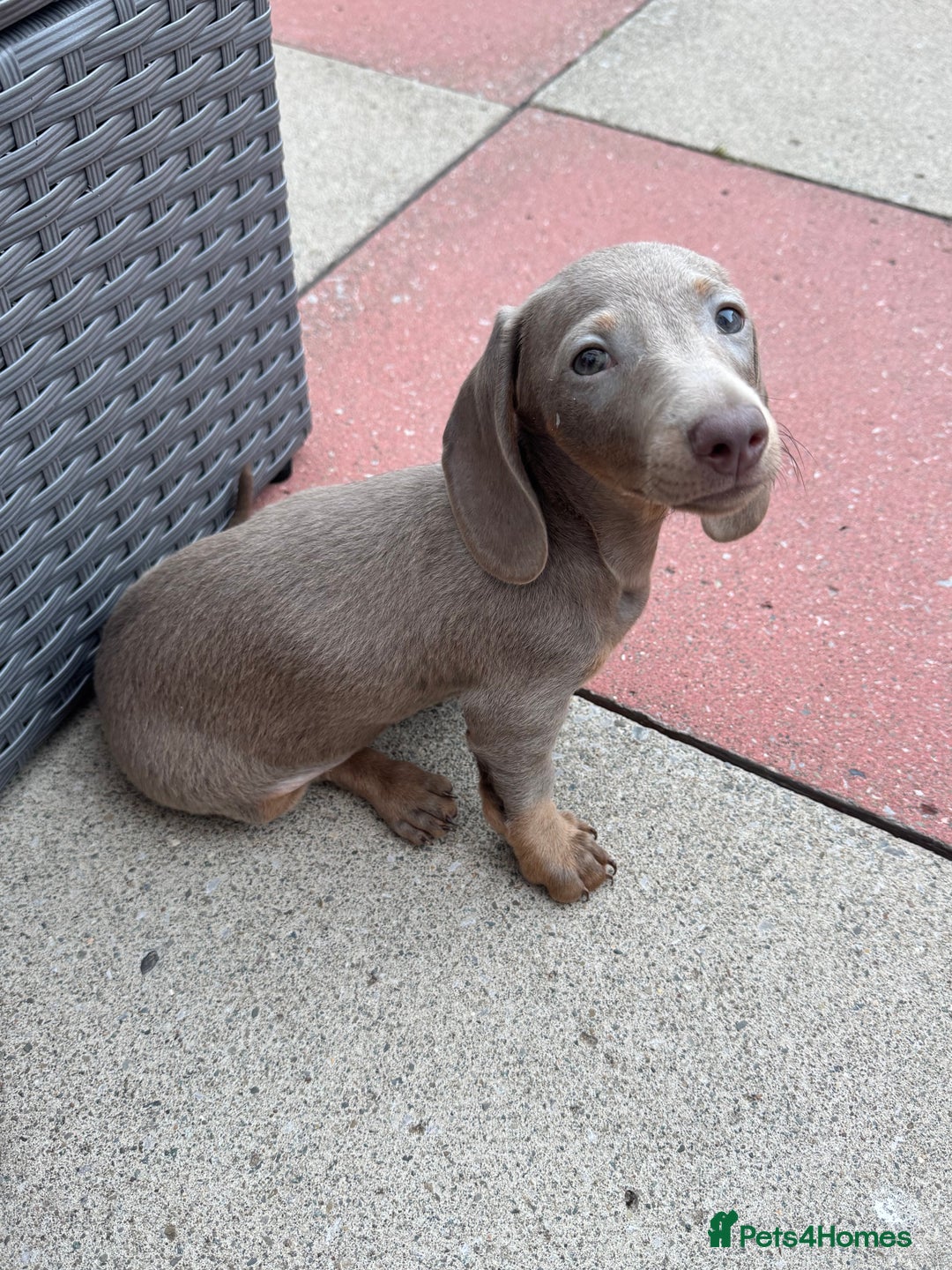 Miniature Dachshund dogs for sale: Miniature dachshund puppy. Read description  - Image 4