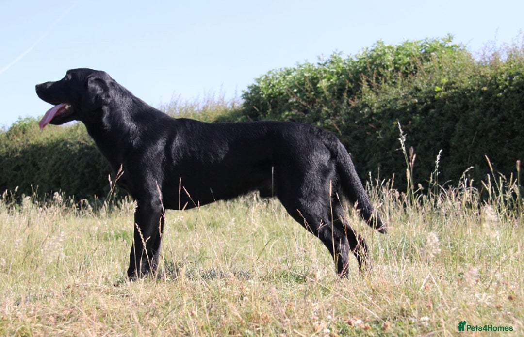 Labrador Retriever dogs for stud: stunning Labrador 0/0 hips 0/0 elbows  - Advert 7