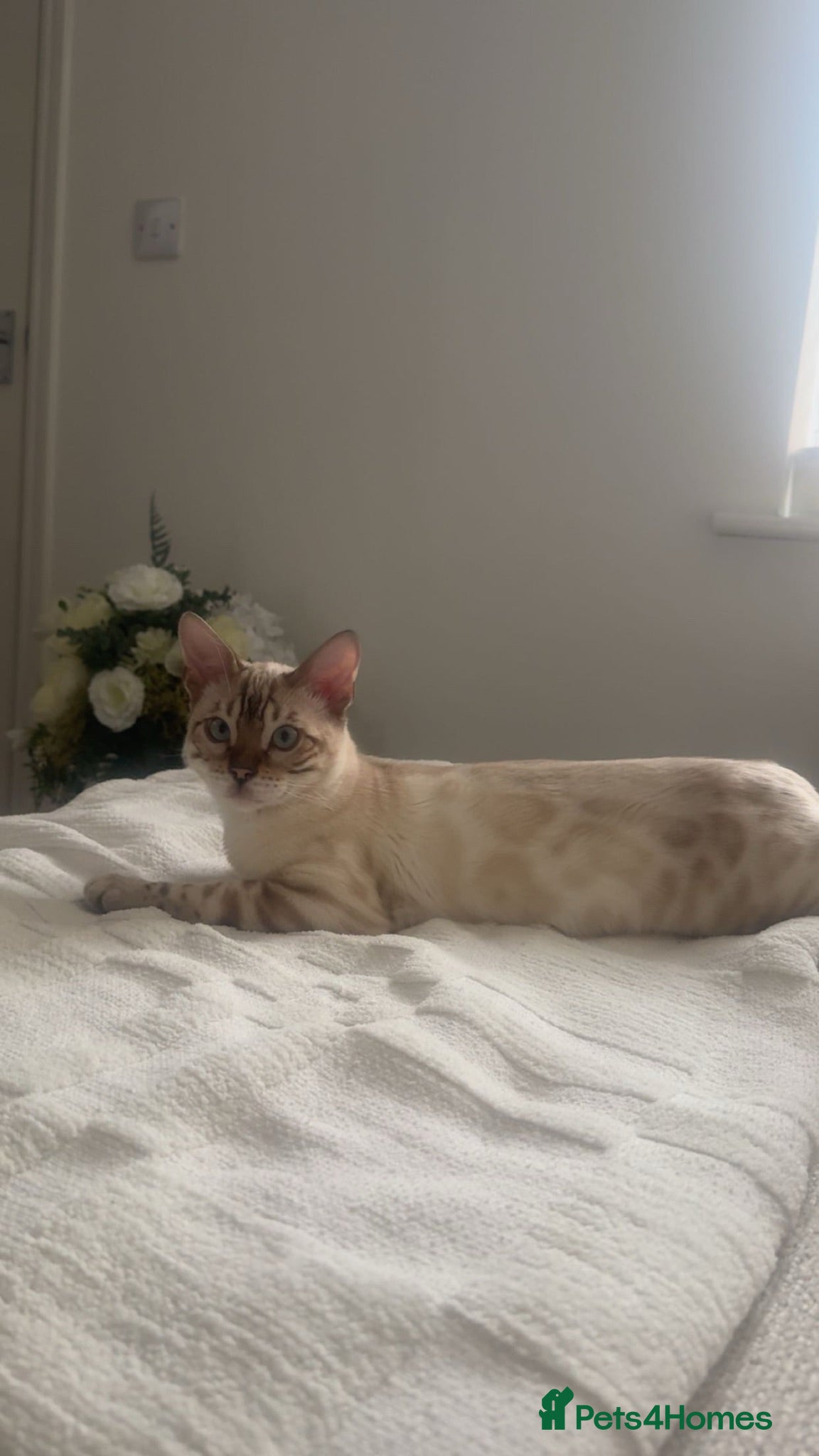 Bengal cats Looking for a 5⭐️ home for our blue eyed bengal - Advert 15
