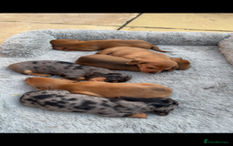 Miniature Dachshund dogs for sale: Gorgeous mini dachshunds - Image 2