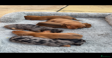 Miniature Dachshund dogs - Advert 2