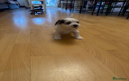 Bichon Frise dogs for sale: Bichon Maltese for sale  - Image 10