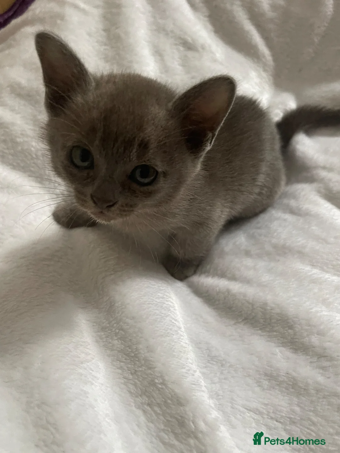 Burmese cats for sale: My little Blue darlings. G c c f  - Advert 2