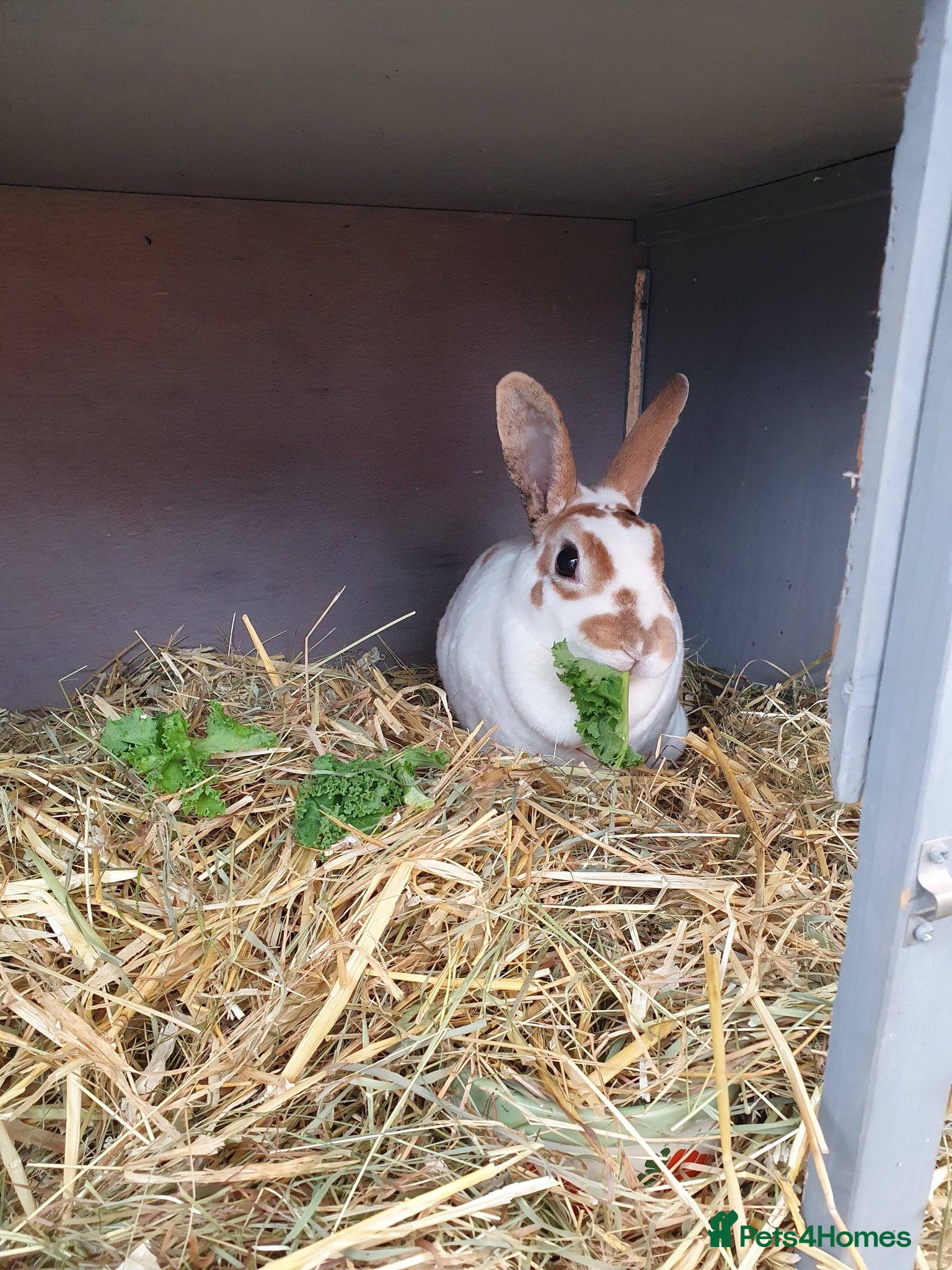 Rex rabbits 4 Yr old Spayed rabbit for adoption vac RHD2 - Advert 1