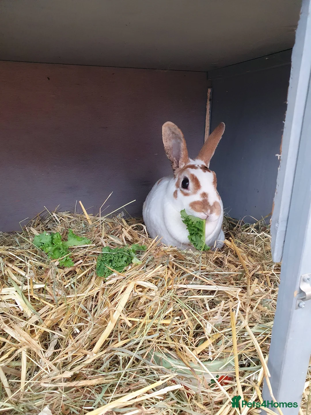 Rex rabbits for sale: 4 Yr old Spayed rabbit for adoption vac RHD2 - Advert 1