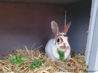 Rex rabbits 4 Yr old Spayed rabbit for adoption vac RHD2 - Advert 1