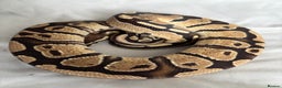 Python Snake reptiles for sale: Young Ball pythons  - Advert 1