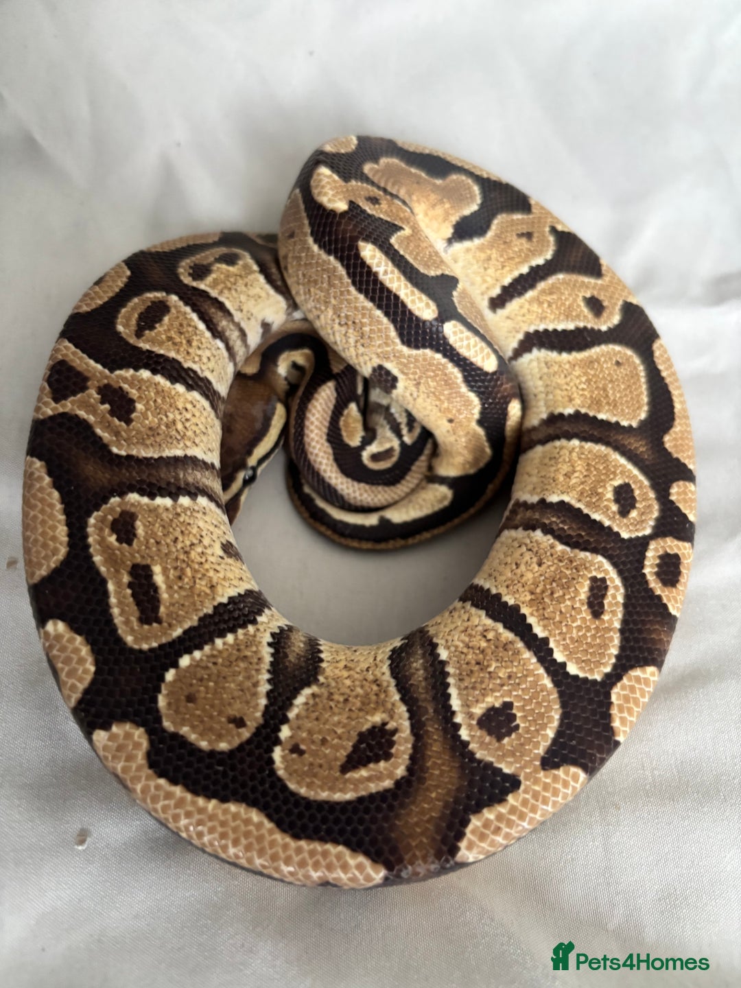 Python Snake reptiles for sale: Young Ball pythons  - Advert 1
