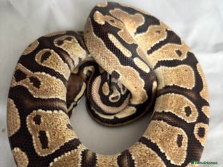 Python Snake reptiles Young Ball pythons - Advert 21
