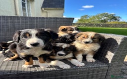 Border Collie dogs for sale: Beautiful Collie Puppies❤️ - Image 1