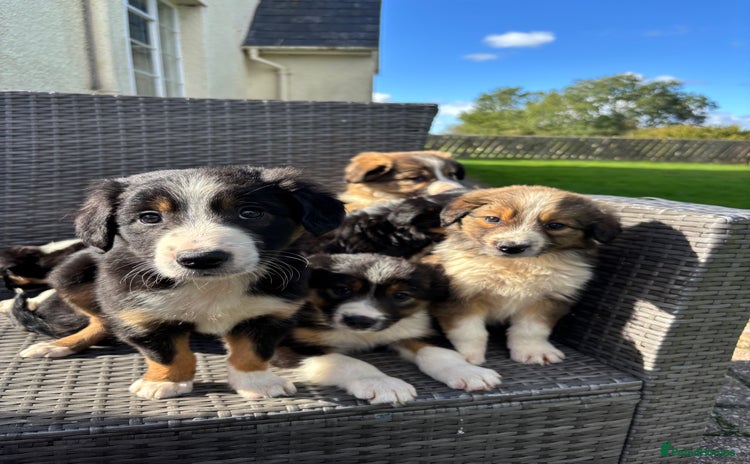 Border Collie dogs - Advert 12