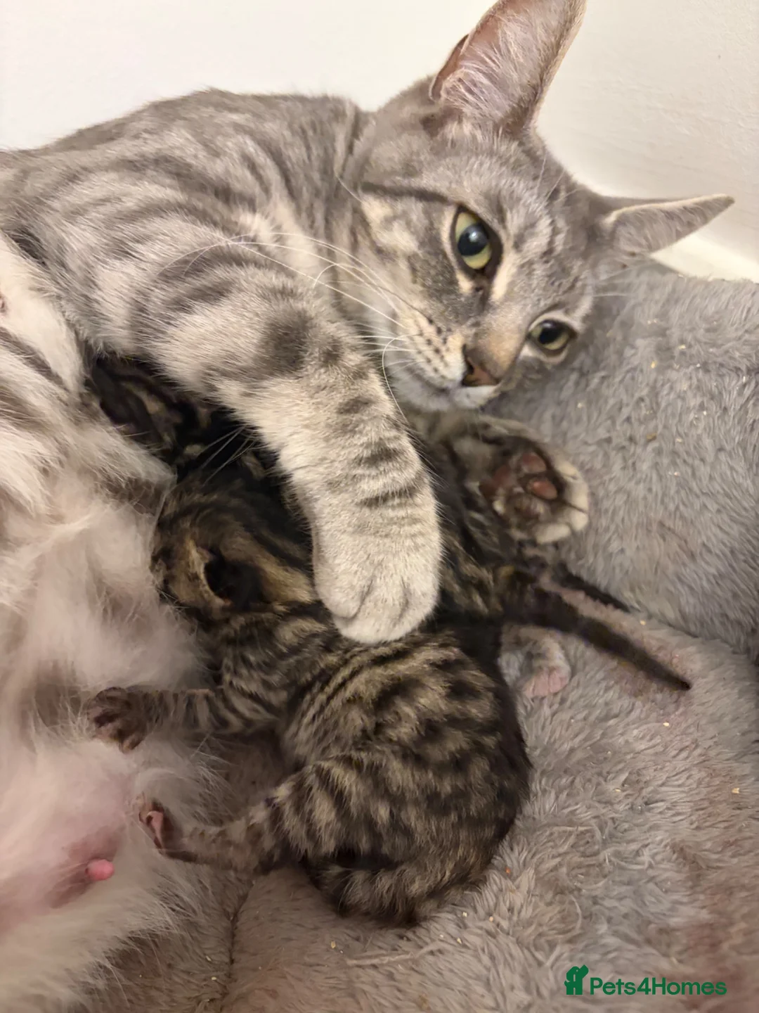 Bengal cats for sale: 4 beautiful part bengal kittens  - Advert 1
