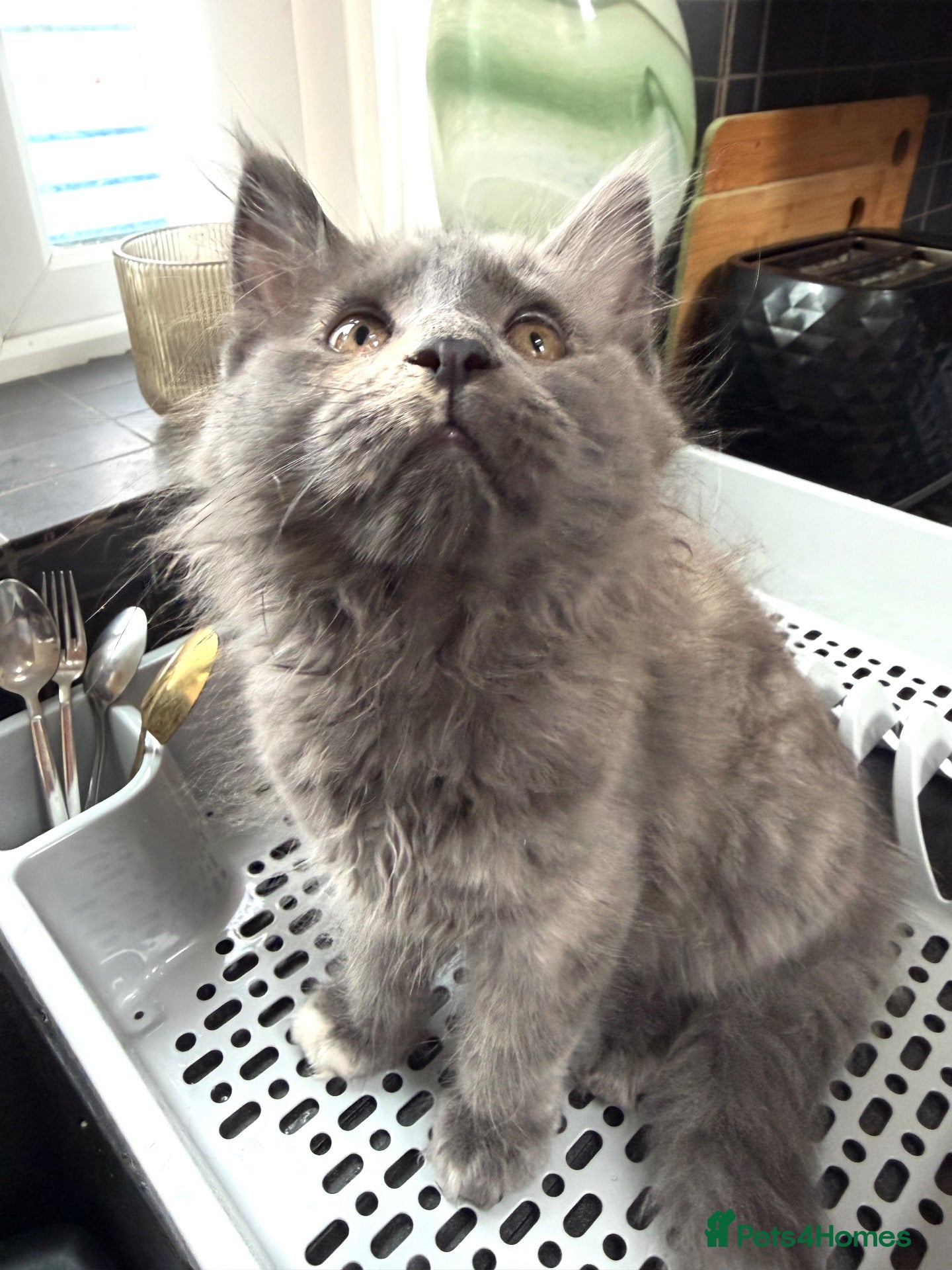 Maine Coon cats for sale: Pedigree Maine Coon kitten, super cute & playful - Advert 2