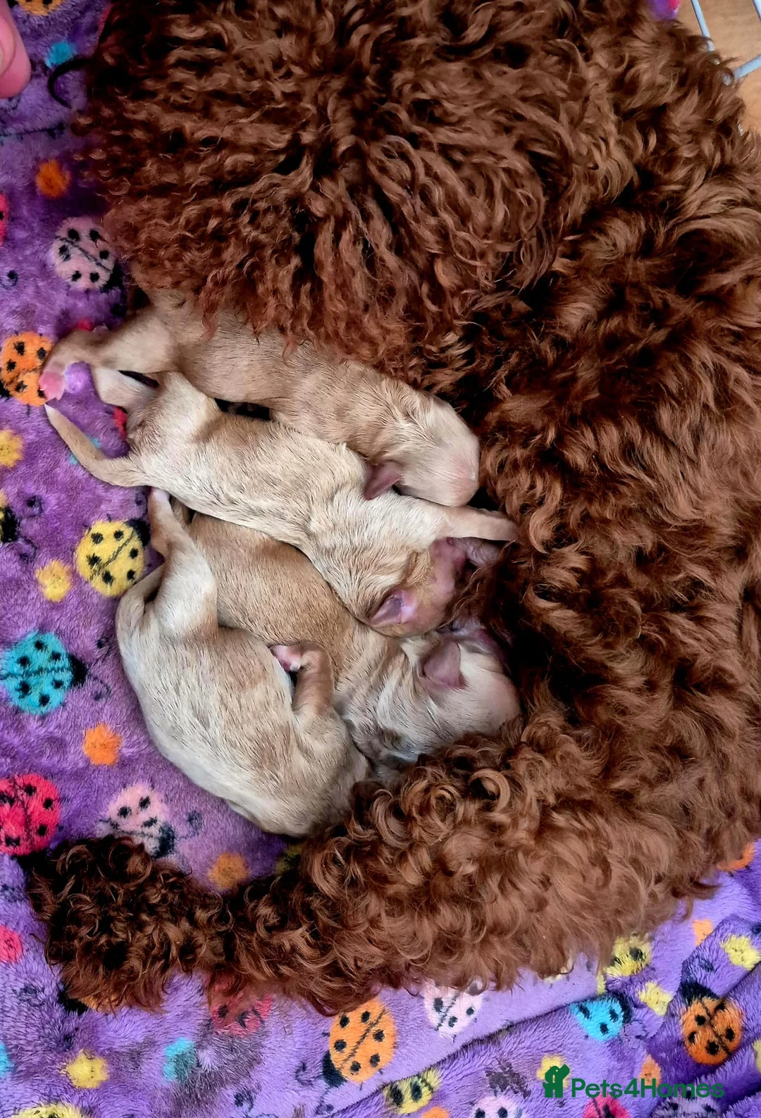 Maltipoo dogs for sale: 🐶🦴Amazing Asian Korean Maltipoo Puppies🐶🦴  - Advert 2