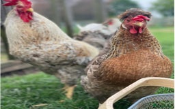 Mixed Breed birds for sale: Point of lay Hens & Pullets – VARIOUS BREEDS 🦚  - Image 25