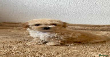 Poochon dogs - Advert 15