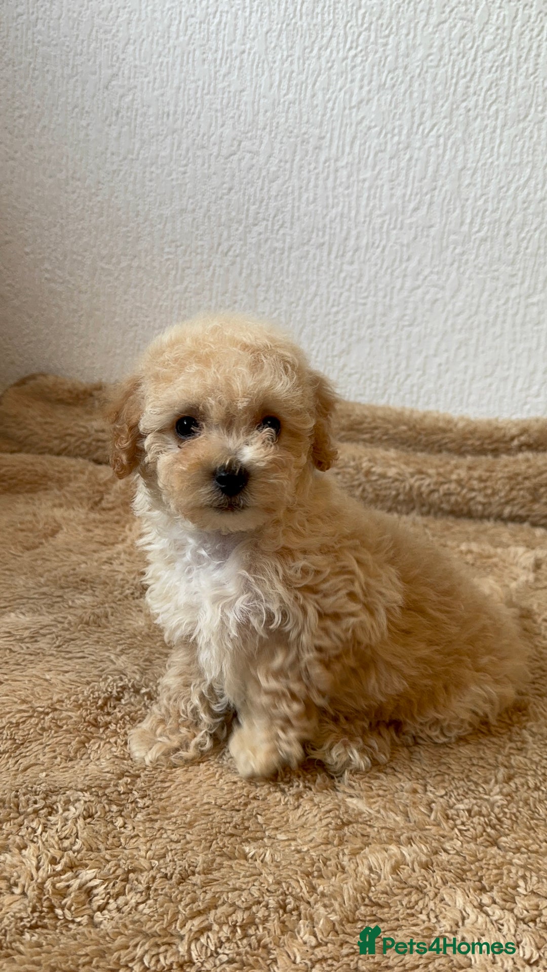 Poochon dogs for sale: Mini poochon  - Image 3