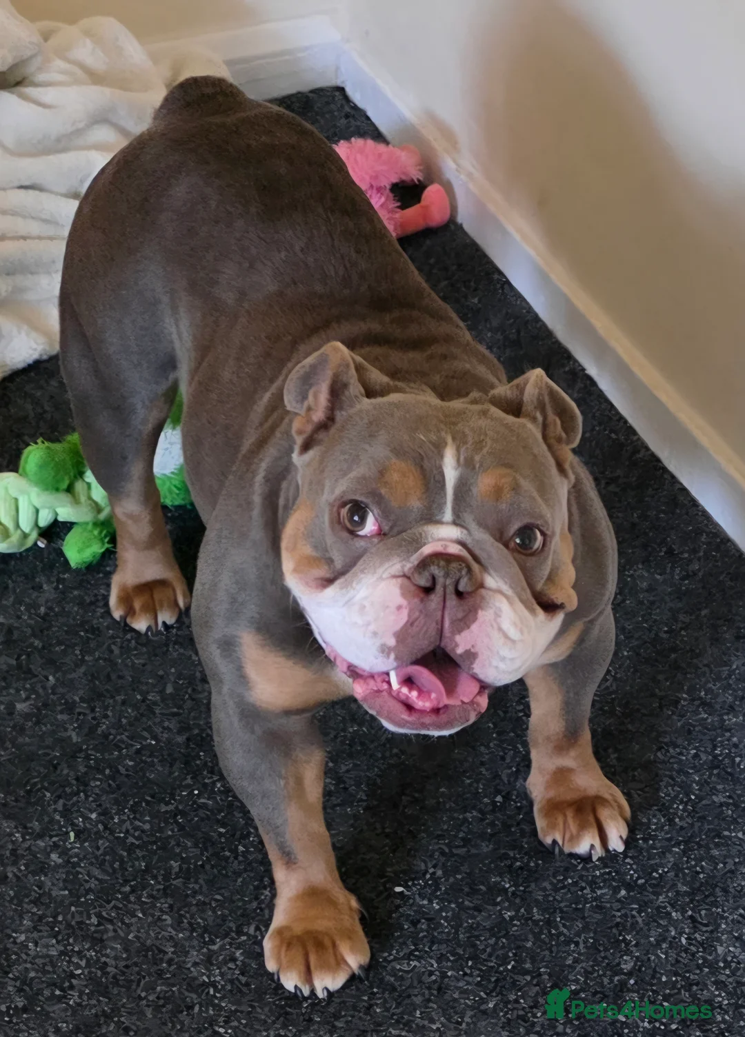 English Bulldog dogs for sale: Brown and Tan pedigree English Bulldog - Advert 3