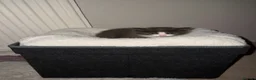 British Longhair cats for sale: Extremely fluffy kittens  - Advert 10