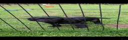 Cocker Spaniel dogs for sale: KC registered cocker spaniel puppies - Advert 3