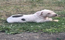 Staffordshire Bull Terrier dogs for sale: Staff - Image 2