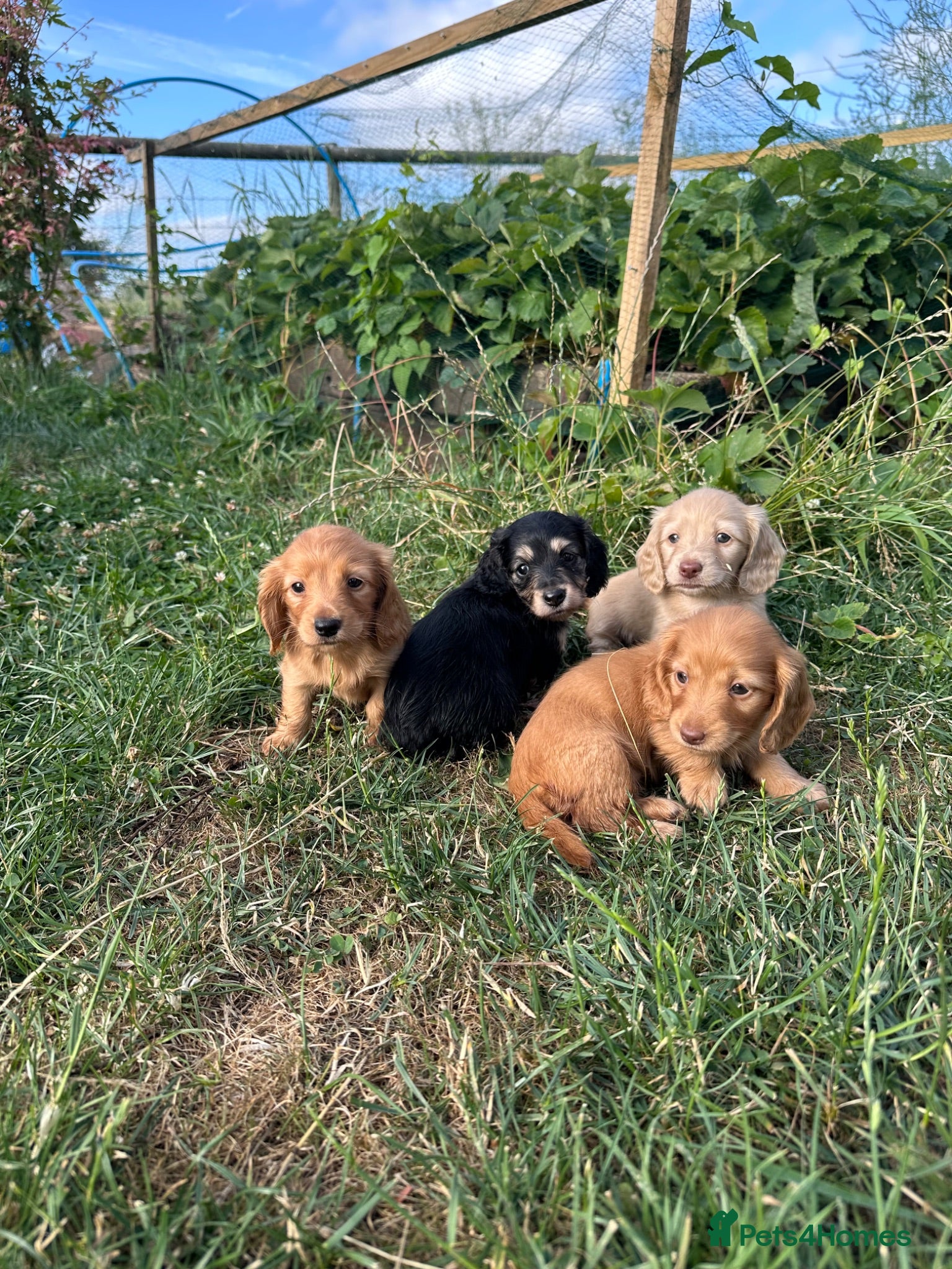 Miniature Dachshund dogs Kc Reg, Health Tested, IVDD Screened Mum  - Advert 1