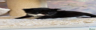 Ragcoon Kitten 2