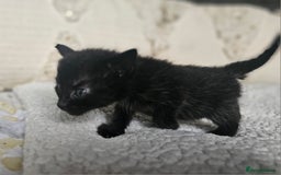 Persian cats for sale: PersianXTortoiseshell Crossbreed Kittens - Image 19