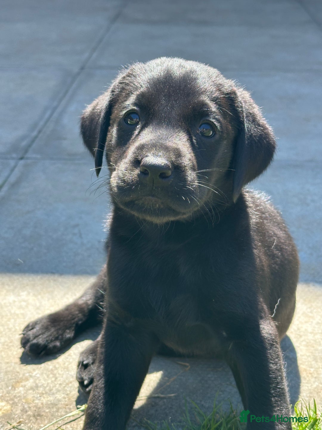 Labrador Retriever dogs for sale: 2beautiful black puppiesAVAILABLE READY to leave. - Image 16