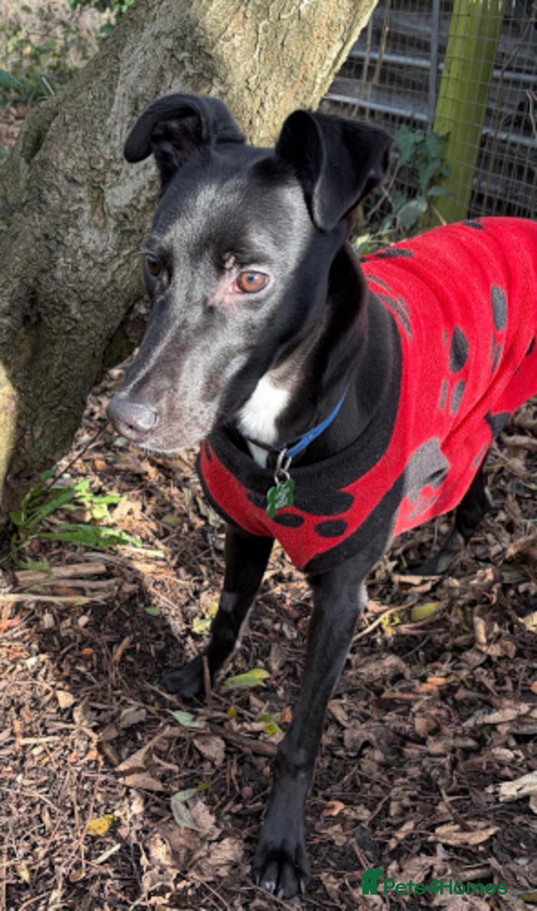 Lurcher dogs for adoption: BERT, young male lurcher in rescue - Advert 3