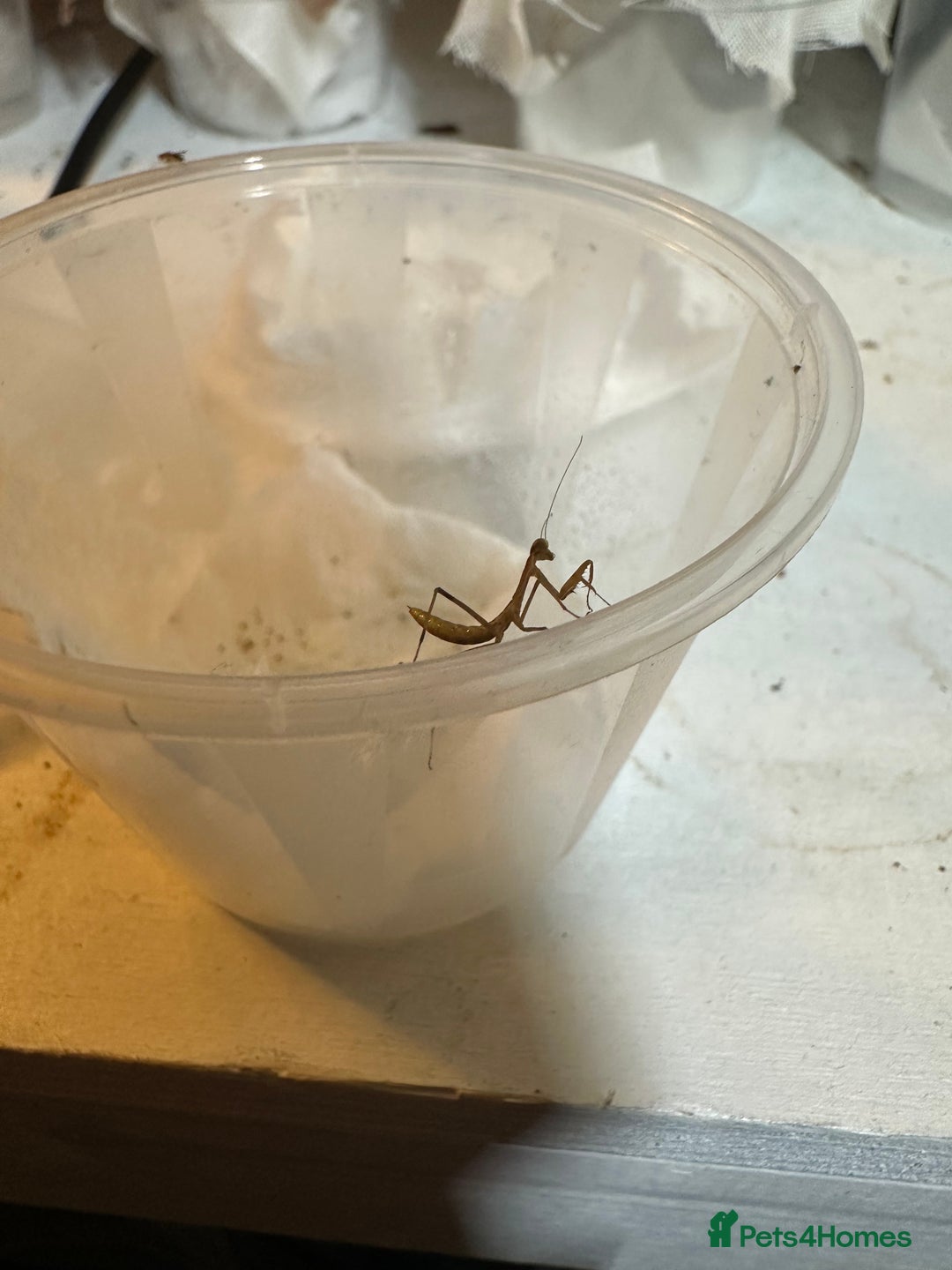 Praying Mantis invertebrates for sale: Giant Asian mantis nymph  - Advert 1