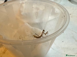 Praying Mantis invertebrates Giant Asian mantis nymph - Advert 1