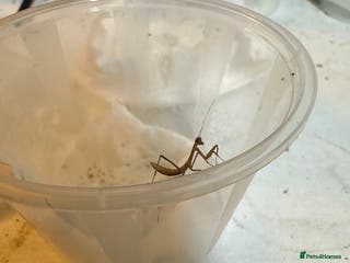 Praying Mantis invertebrates Giant Asian mantis nymph - Advert 5