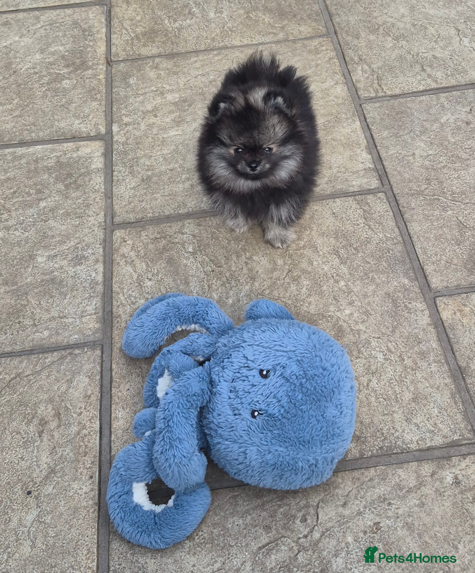 Pomeranian dogs Wolf sable Pomeranian  - Advert 12