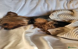 Yorkshire Terrier dogs for sale: 1 Male , Miniature Yorkshire  in Manchester - Image 25