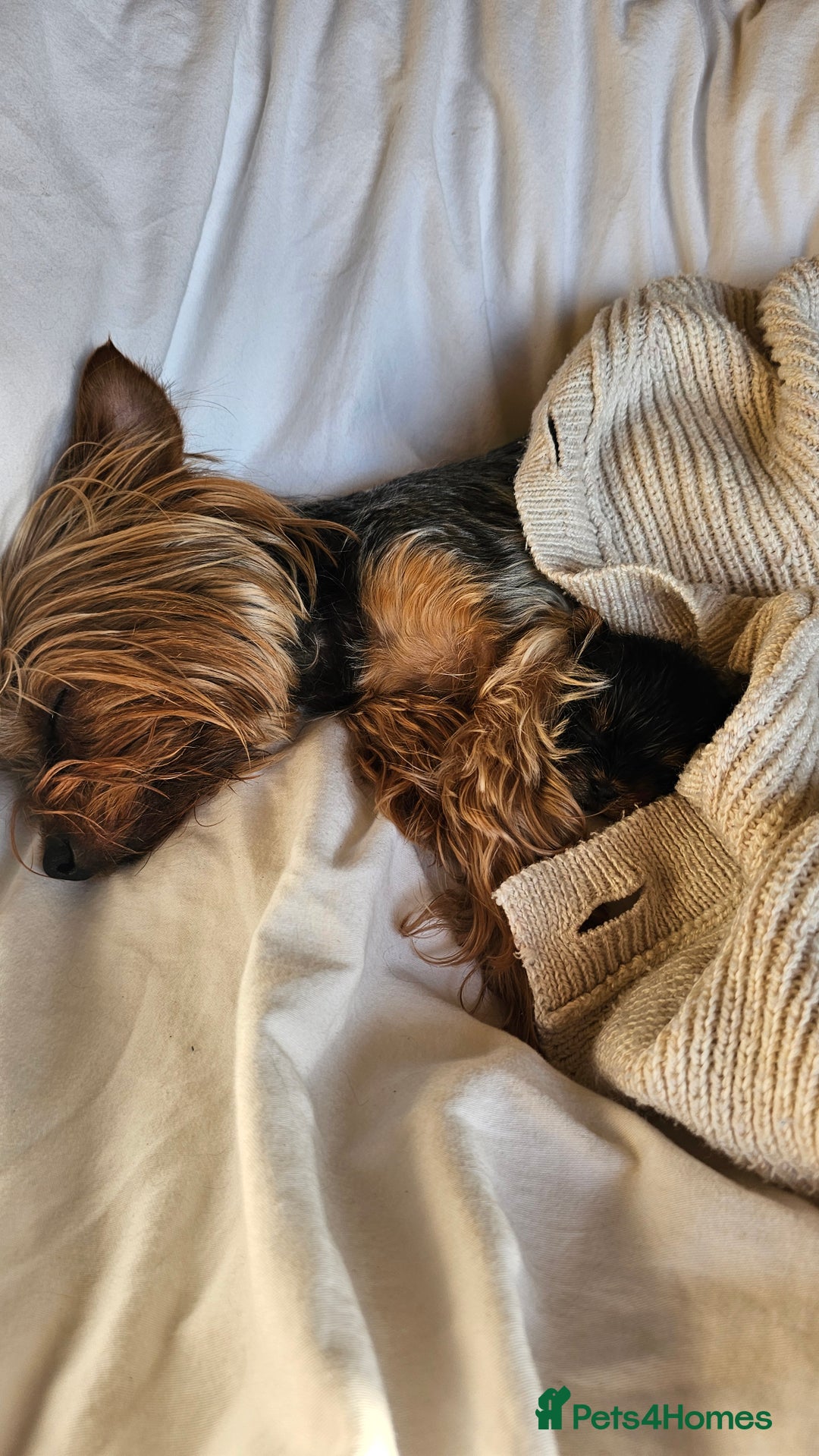 Yorkshire Terrier dogs for sale: 1 Male , Miniature Yorkshire  in Manchester - Image 25