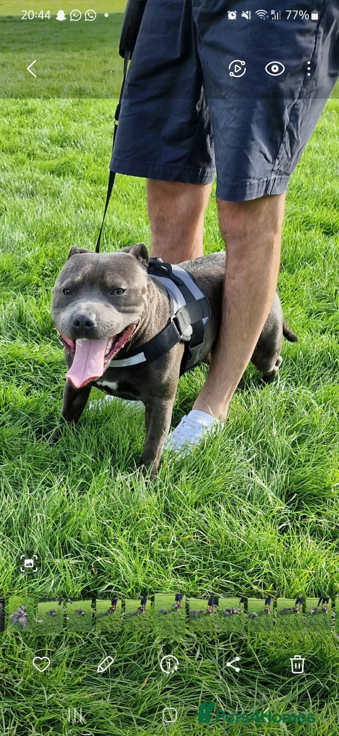 Staffordshire Bull Terrier dogs for stud: 👑Champion Blue Bloodline👑 - Axel - Advert 6