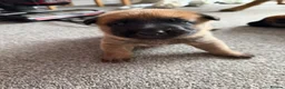 Belgian Shepherd Dog dogs for sale: Belgian Malinois Puppies  - Advert 19