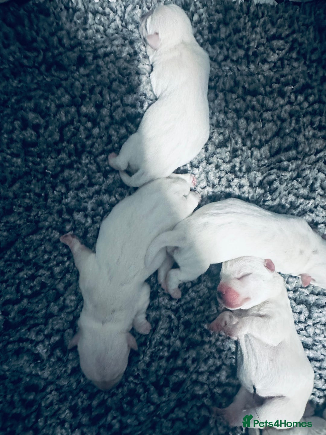 West Highland Terrier dogs for sale: KC Reg Westies - Image 4
