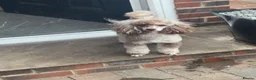 Cockapoo dogs for sale: Stunning F1 Cockerpoos🧸 - Advert 10