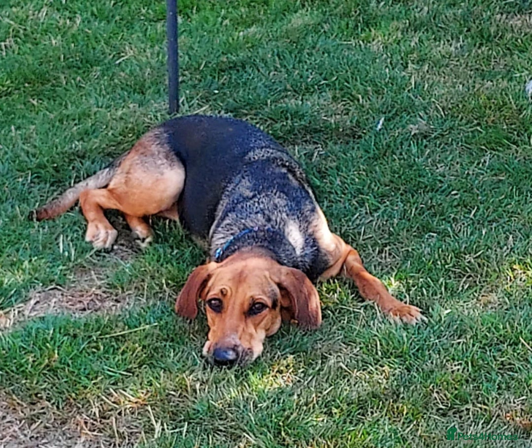 Mixed Breed dogs for adoption: Ruby is looking for her forever home - Image 2
