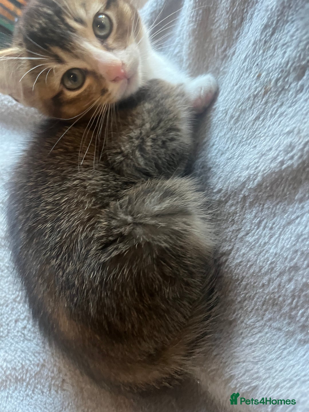 Siberian cats for sale: 🐾 Beautiful Siberian mixed green eyed boy Kitten - Advert 11