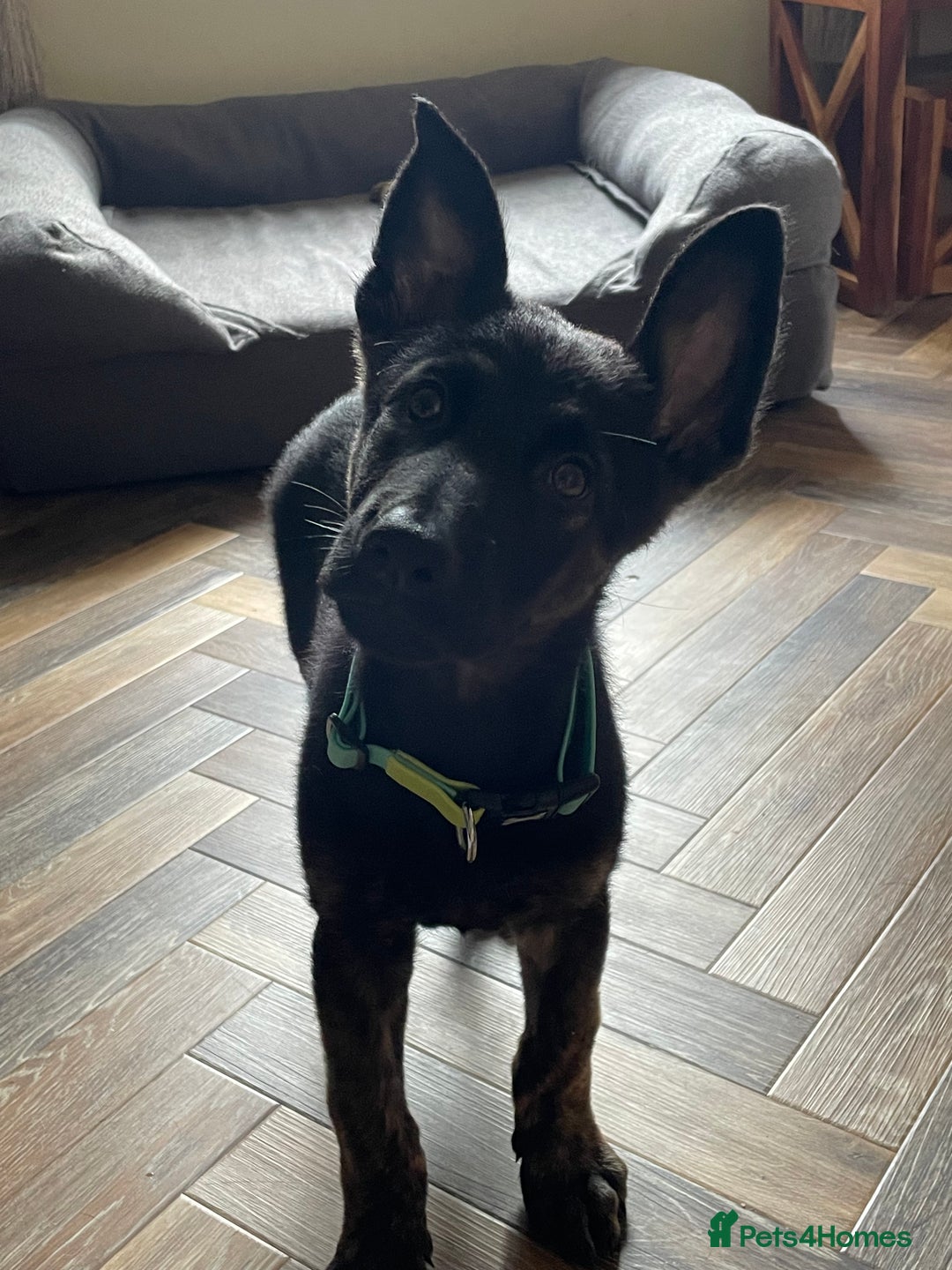 Mixed Breed dogs for sale: 15 week old german shepherd dutch herder cross - Image 1