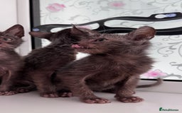 Lykoi cats for sale: Adorable Lykoi Kittens  - Advert 5