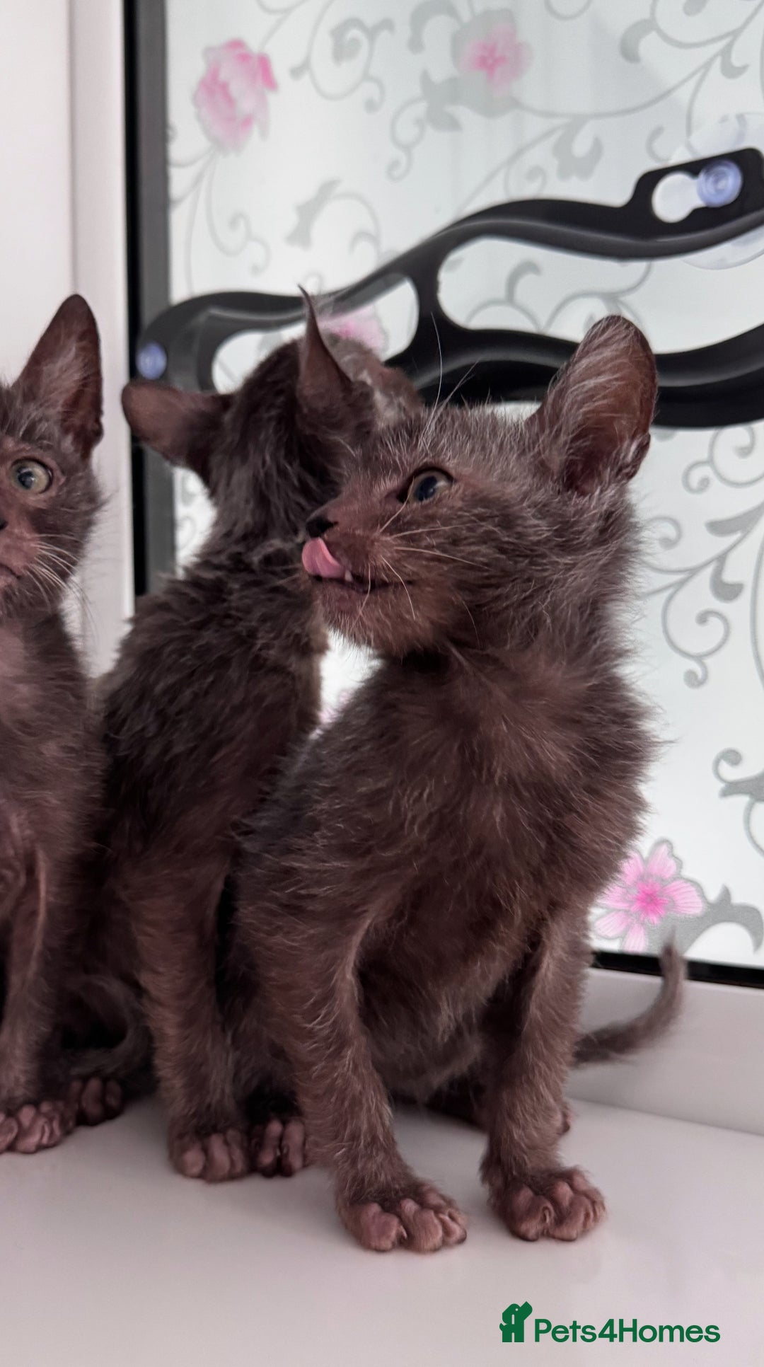 Lykoi cats for sale: Adorable Lykoi Kittens  - Advert 5