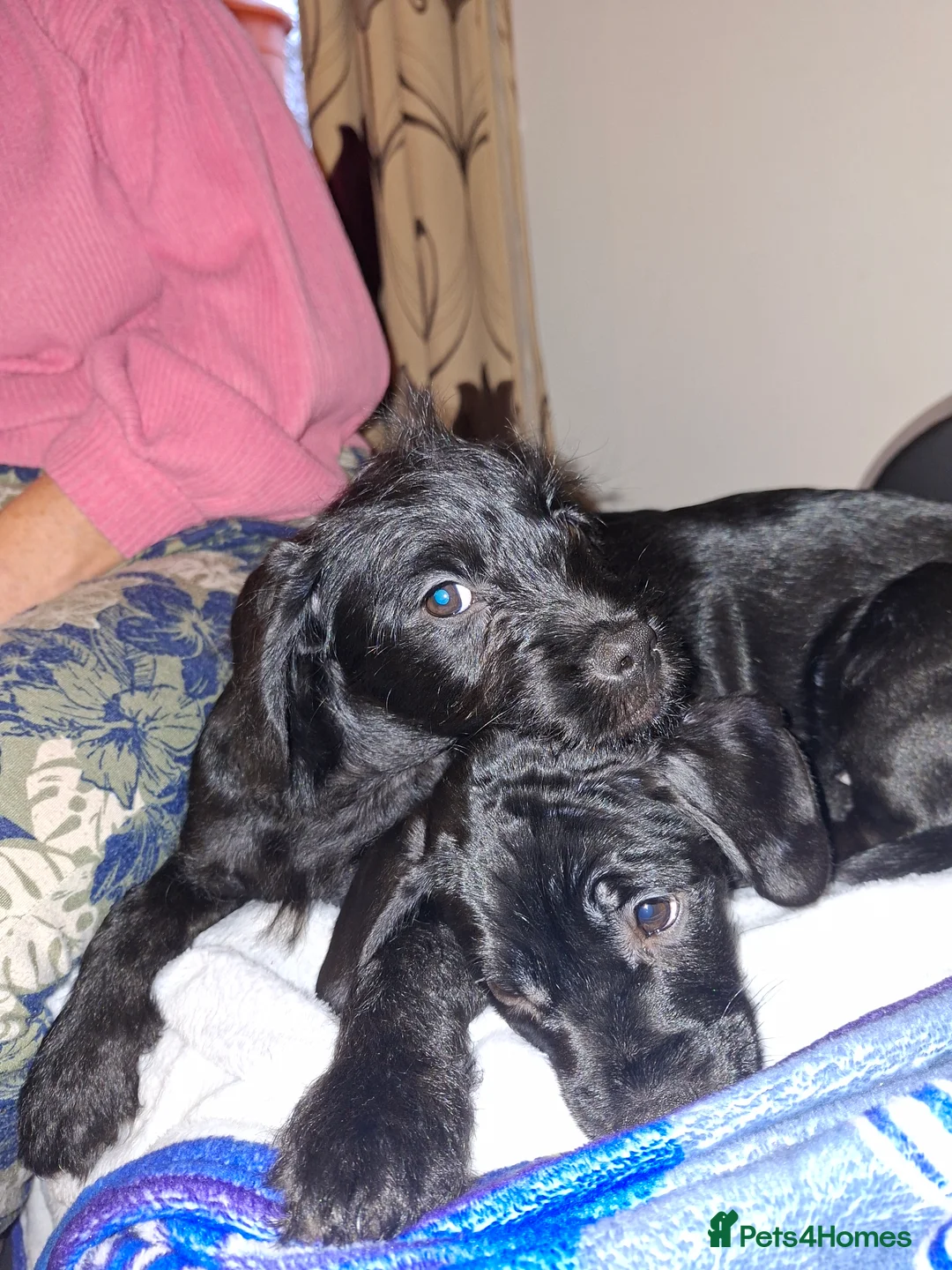 Mixed Breed dogs for sale: Miniature Poodle cross french bulldog puppies  - Advert 20