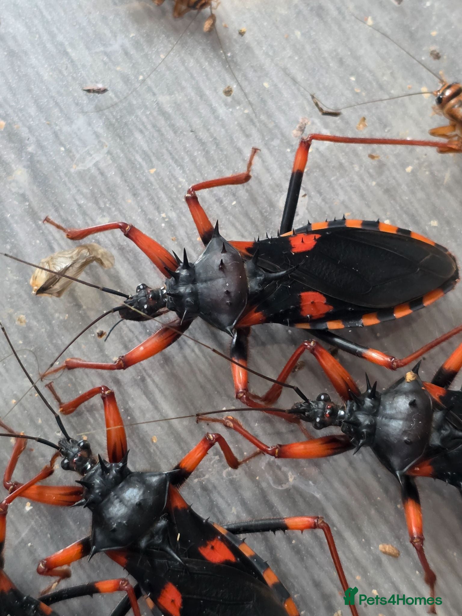 Beetles invertebrates Pystalla Horrida nymphs(horrid king assassin bug)  - Advert 1
