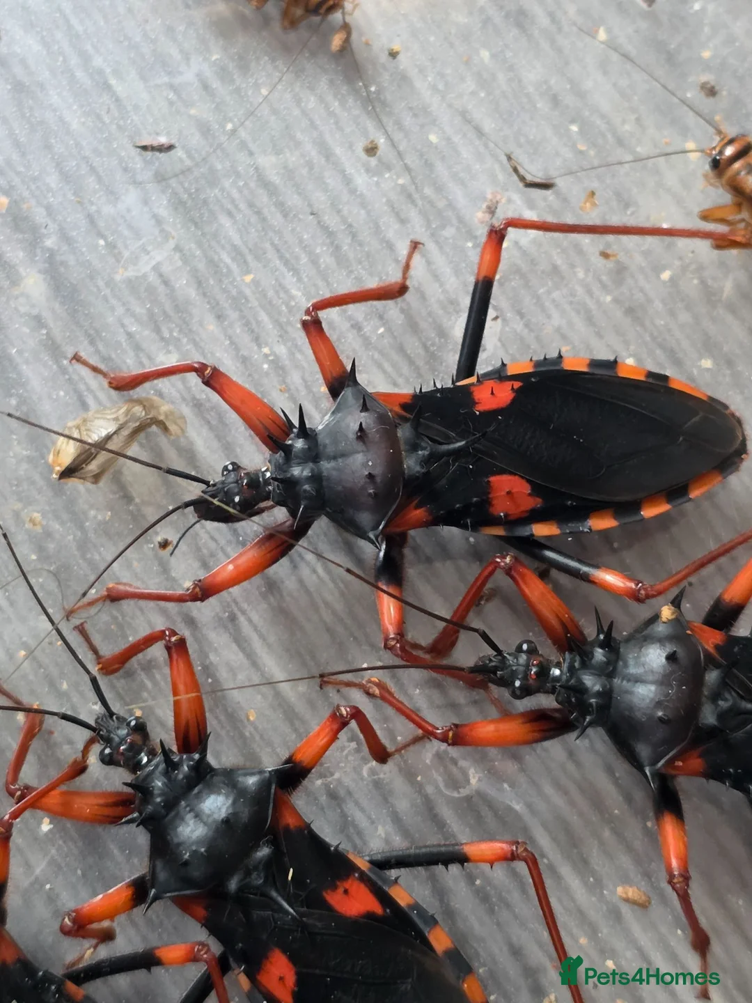 Beetles invertebrates for sale: Pystalla Horrida nymphs(horrid king assassin bug)  - Advert 1
