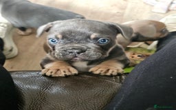 French Bulldog dogs for sale: 3 beautiful little time wasters  - Image 2