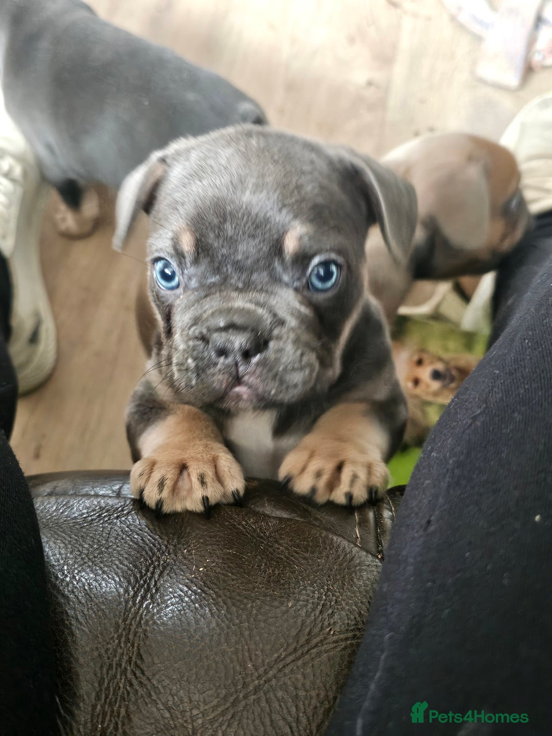 French Bulldog dogs for sale: 3 beautiful little time wasters  - Image 2